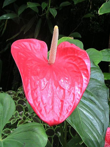 IMG_1449.jpg - Sarasota - Botanical Garden