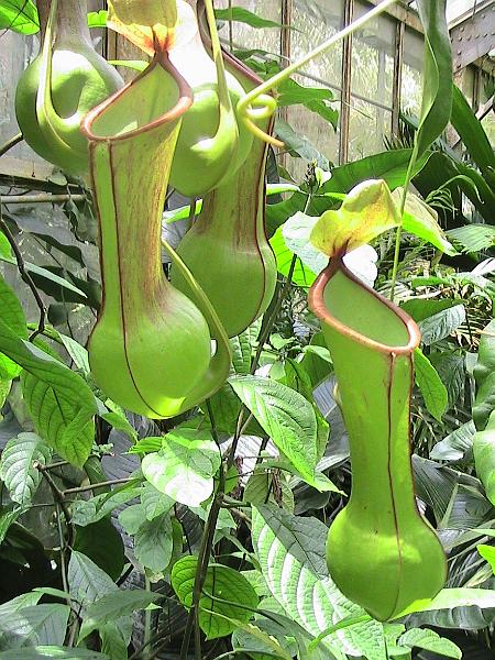 IMG_1450.jpg - Sarasota - Botanical Garden