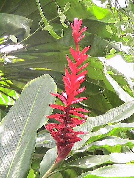 IMG_1453.jpg - Sarasota - Botanical Garden