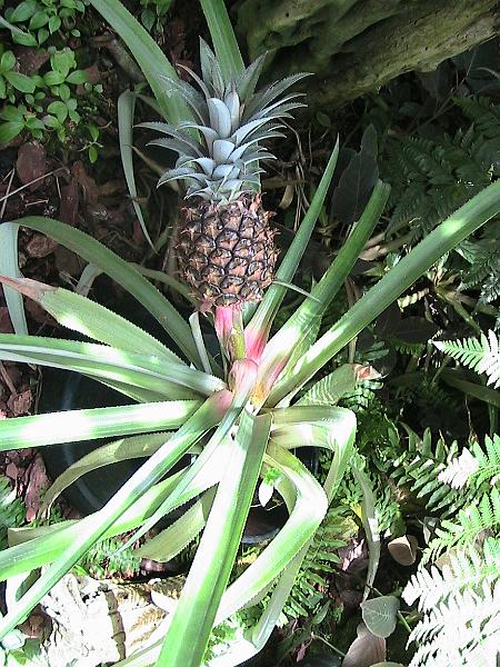 IMG_1454.jpg - Sarasota - Botanical Garden