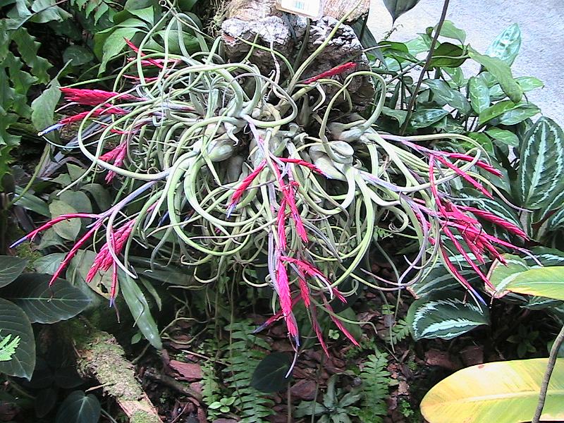 IMG_1455.jpg - Sarasota - Botanical Garden