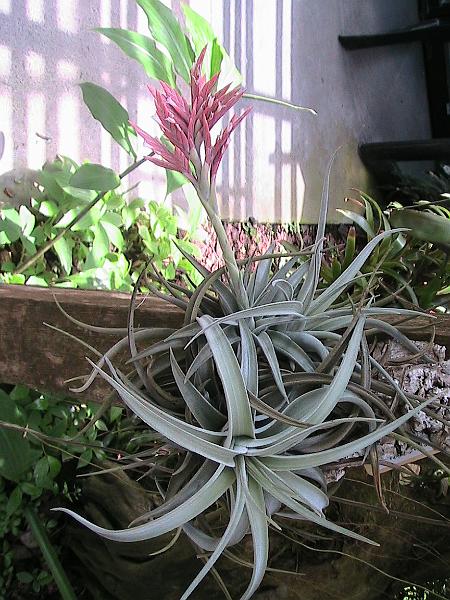 IMG_1456.jpg - Sarasota - Botanical Garden