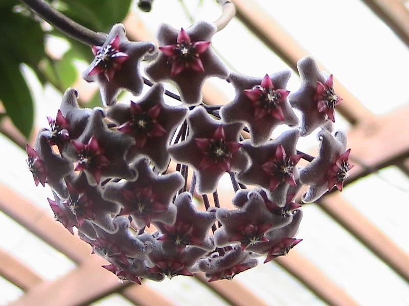 IMG_1457.jpg - Sarasota - Botanical Garden