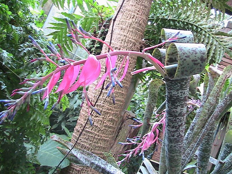 IMG_1458.jpg - Sarasota - Botanical Garden