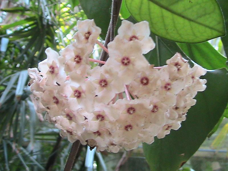 IMG_1459.jpg - Sarasota - Botanical Garden