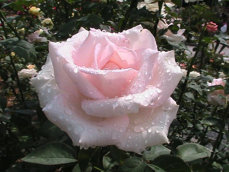 IMG_1464.jpg - Ringling Museum - Rose Garden