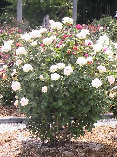 IMG_1465.jpg - Ringling Museum - Rose Garden