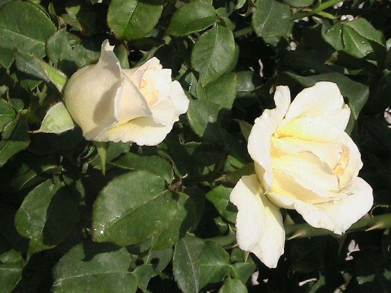 IMG_1466.jpg - Ringling Museum - Rose Garden