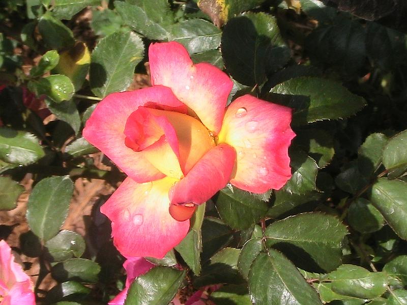 IMG_1467.jpg - Ringling Museum - Rose Garden