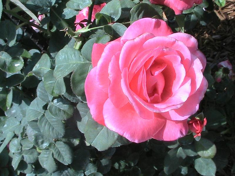 IMG_1468.jpg - Ringling Museum - Rose Garden