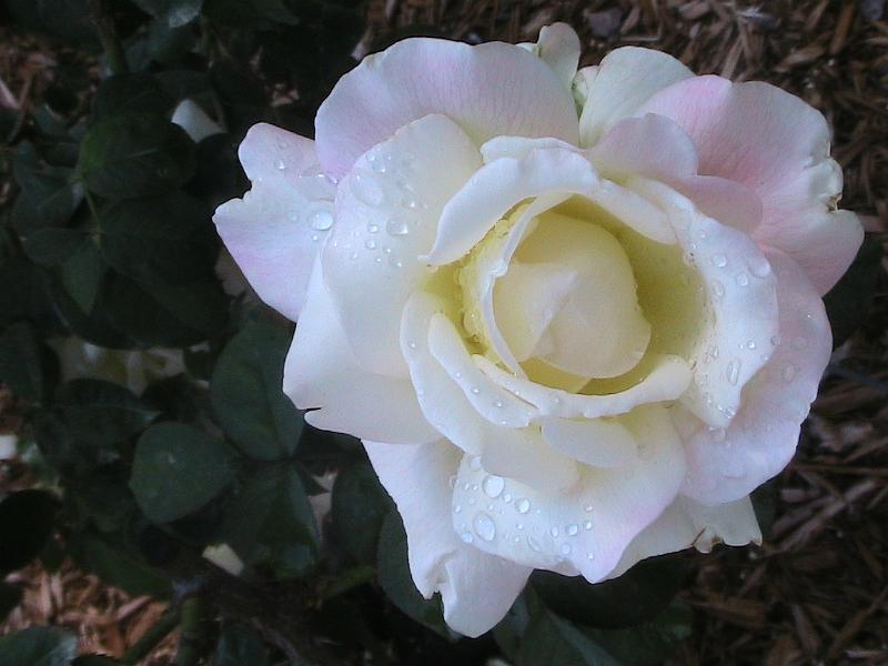 IMG_1471.jpg - Ringling Museum - Rose Garden