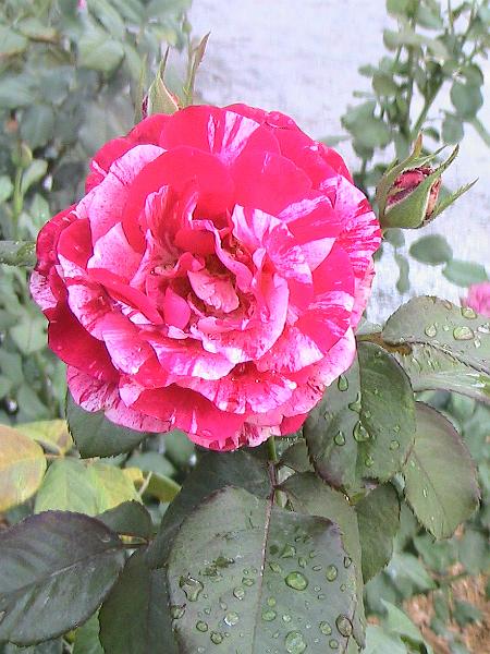 IMG_1472.jpg - Ringling Museum - Rose Garden