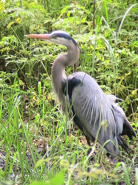 IMG_1477.jpg - Charles Towne Landing - Animal Forest