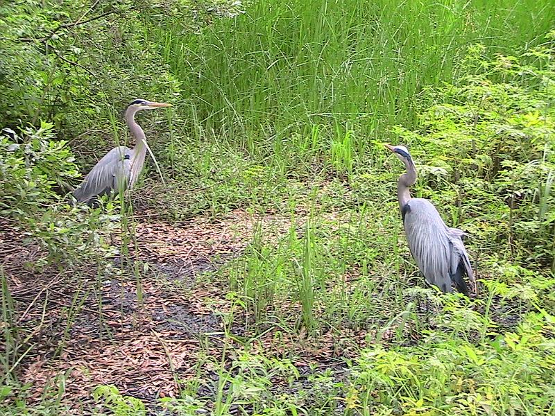 IMG_1479.jpg - Charles Towne Landing - Animal Forest