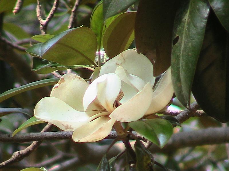 IMG_1483.jpg - Charles Towne Landing - Animal Forest