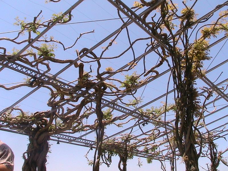 IMG_1491.jpg - Biltmore Estate - Gardens