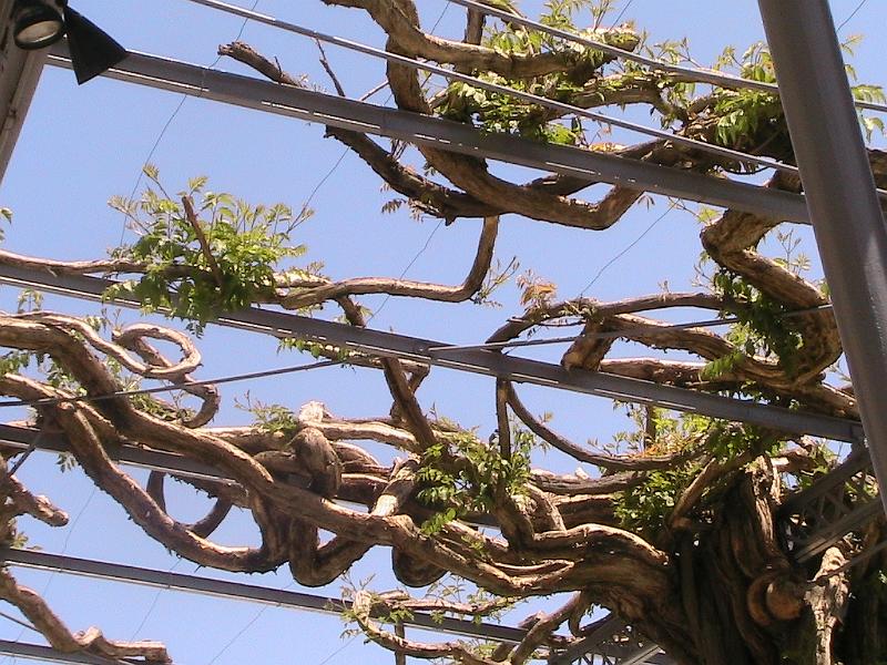 IMG_1493.jpg - Biltmore Estate - Gardens