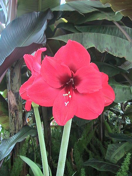 IMG_1531.jpg - Biltmore Estate - Gardens