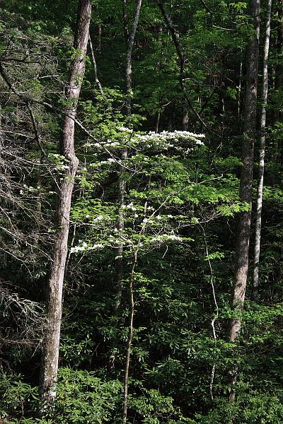 teness6779.JPG - Great Smoky Mountain National Park
