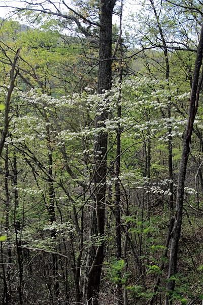 teness6782.JPG - Great Smoky Mountain National Park
