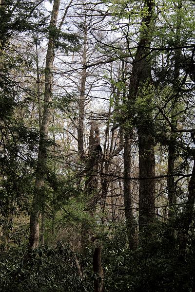 teness6796.JPG - Great Smoky Mountain National Park