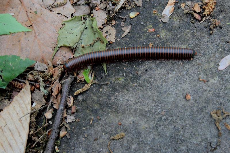teness6804.JPG - Great Smoky Mountain National Park
