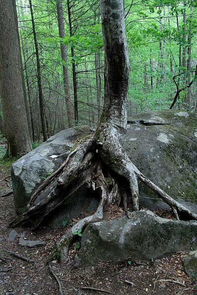 teness6805.JPG - Great Smoky Mountain National Park
