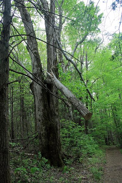 teness6806.JPG - Great Smoky Mountain National Park