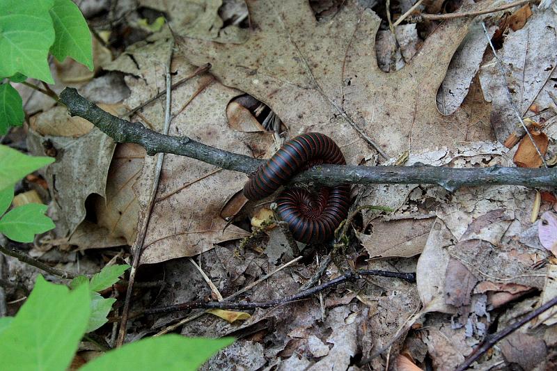 teness6807.JPG - Great Smoky Mountain National Park