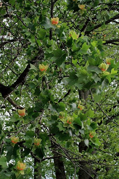 teness6812.JPG - Great Smoky Mountain National Park