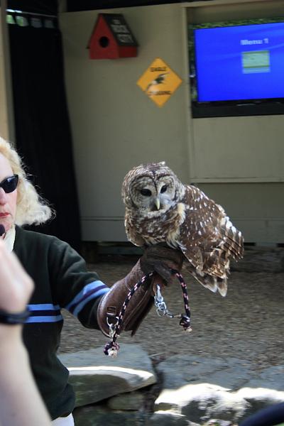 tenness6648.JPG - Bird Show in the Rock City Gardens, Georgia
