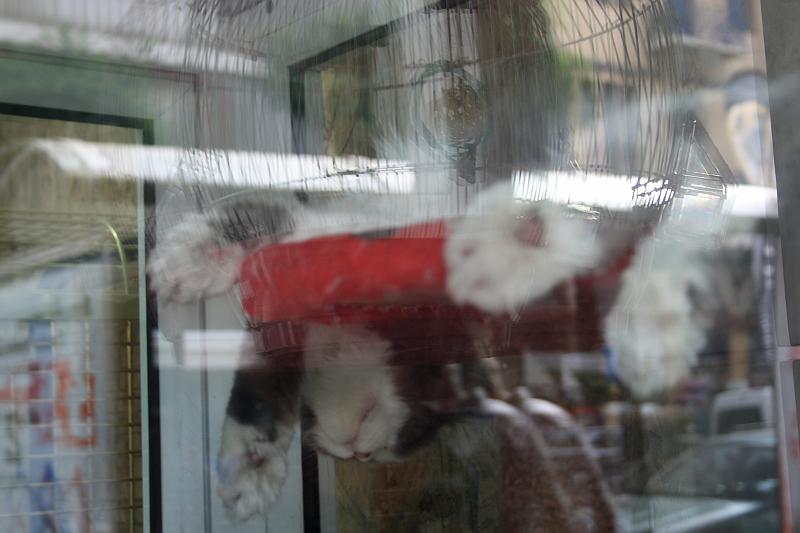 greece0008.JPG - A cat in a window