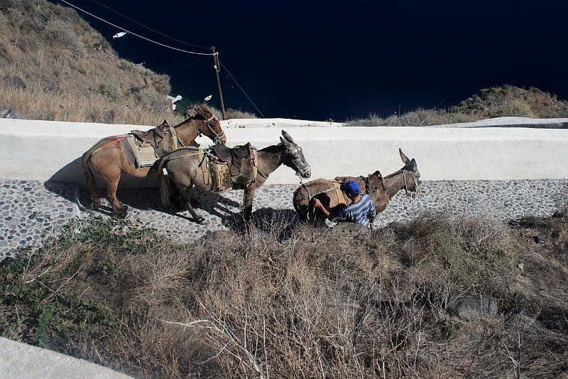 greece0341.JPG - Donkeys in Thirassia