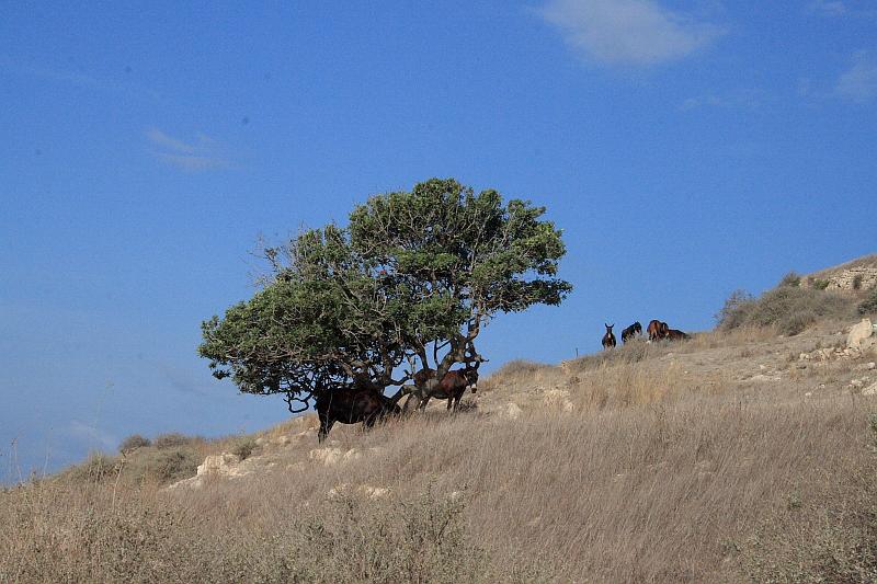 greece0465.JPG - At the hill near the Castle in Emporio