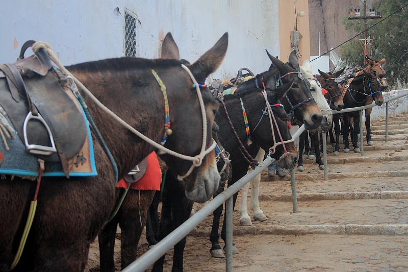 greece0538.JPG - Donkey path in Thira