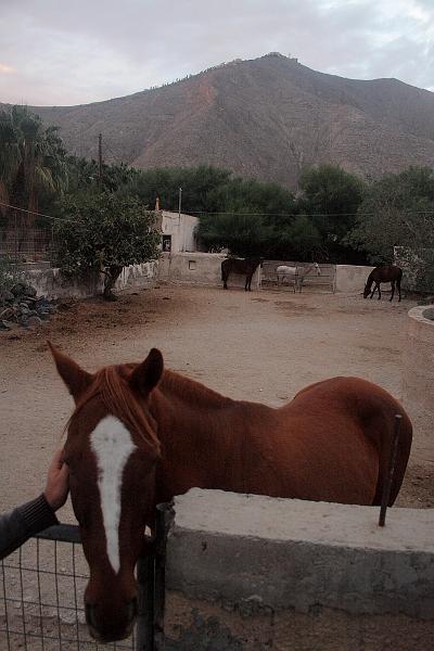 greece0543.JPG - Horse farm in Perissa