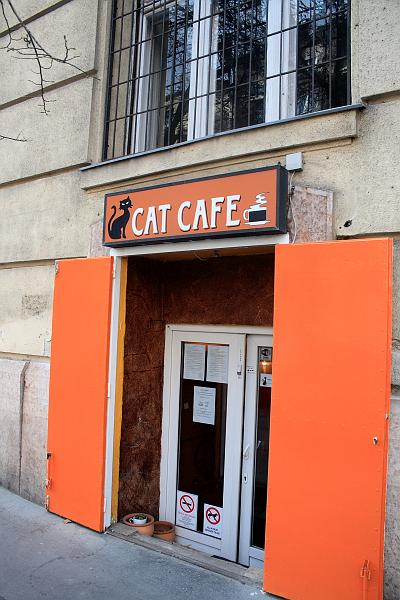 hung115.JPG - Cat Cafe