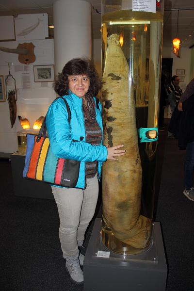 iceland021.JPG -  Icelandic Phallological Museum