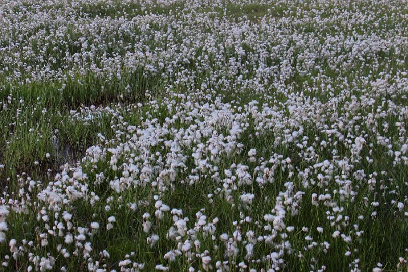 iceland111.JPG - Landmannlaugar