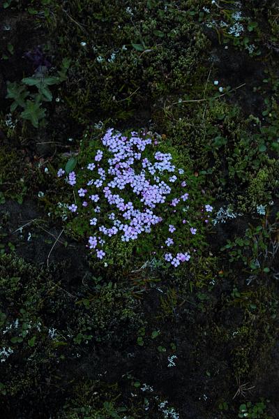 iceland125.JPG - Landmannlaugar