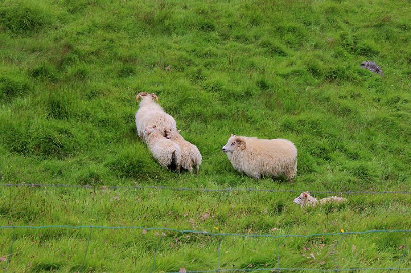 iceland158.JPG -  Skogarfoss 