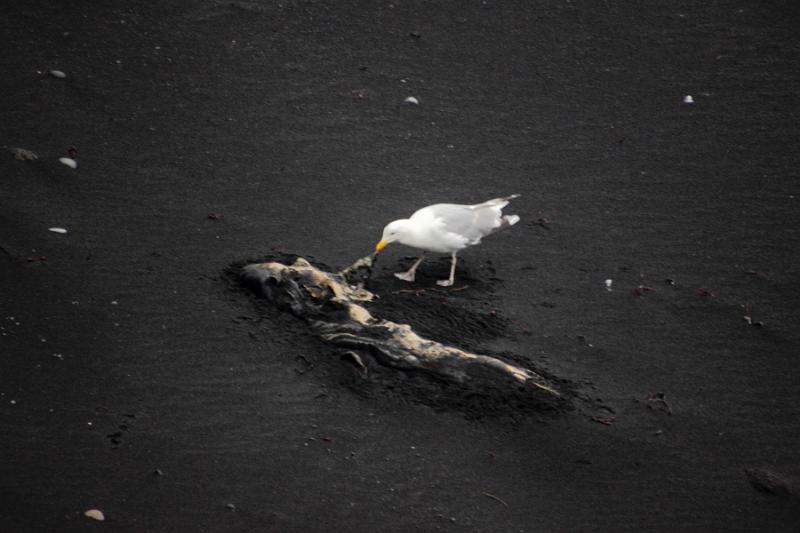 iceland200.JPG - Surroundings of Dyrhólaey