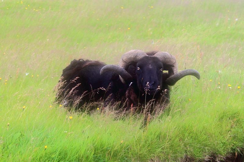 iceland217.JPG - Surroundings of our guesthouse in lava Arnardrangur