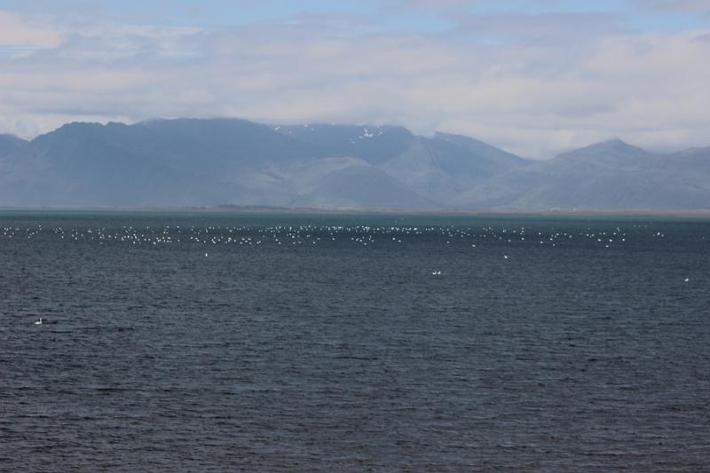 iceland388.JPG - Exploring East Iceland