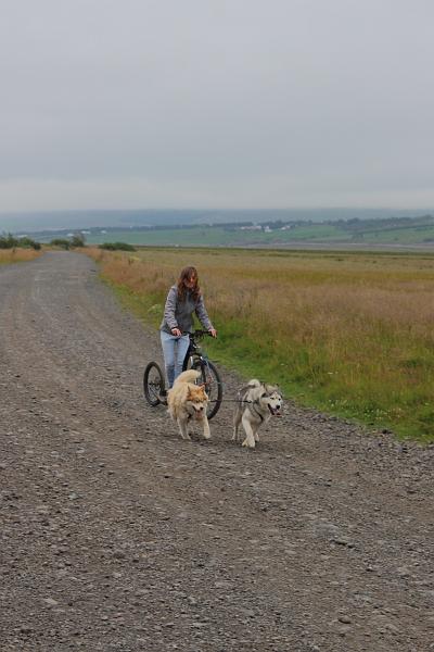 iceland461.JPG - Dog scootering in Akureyri 