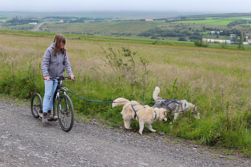 iceland462.JPG - Dog scootering in Akureyri 