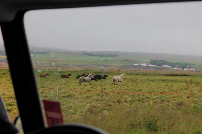 iceland463.JPG - Dog scootering in Akureyri 