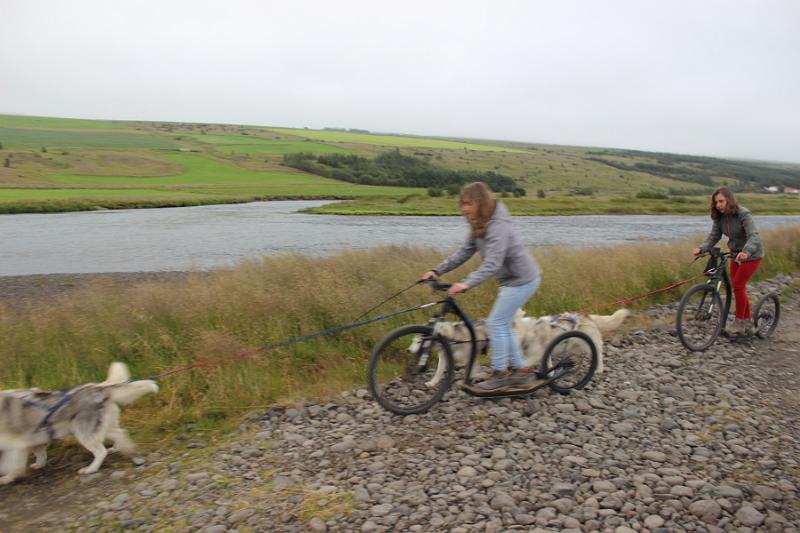 iceland464.JPG - Dog scootering in Akureyri 