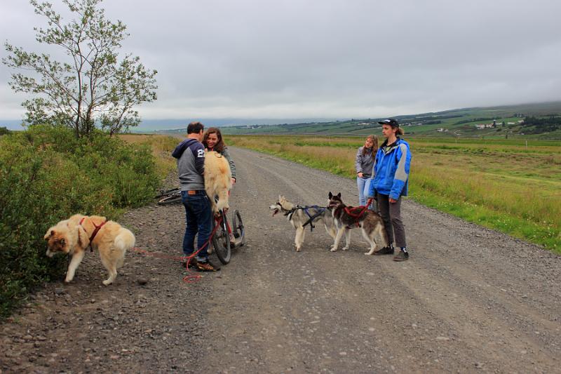 iceland476.JPG - Dog scootering in Akureyri 