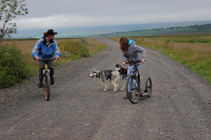 iceland477.JPG - Dog scootering in Akureyri 
